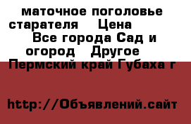 маточное поголовье старателя  › Цена ­ 3 700 - Все города Сад и огород » Другое   . Пермский край,Губаха г.